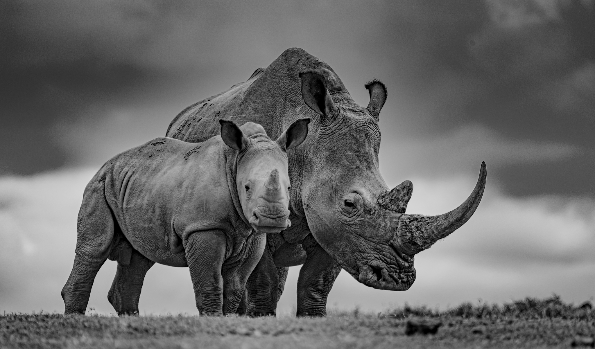 Black-and-white photograph of a white rhino and her calf in the Maasai Mara