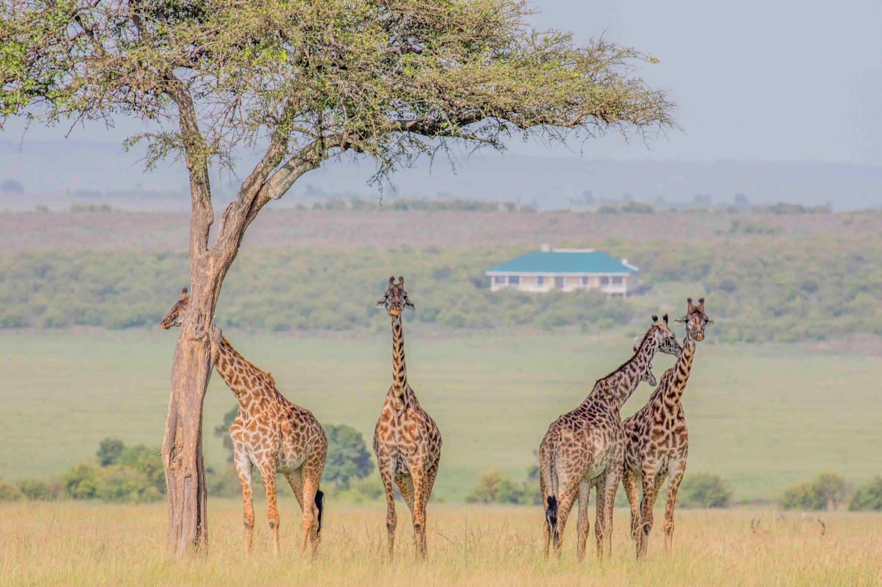 Wildlife on the plains close to Mlima camp in the Maasai Mara