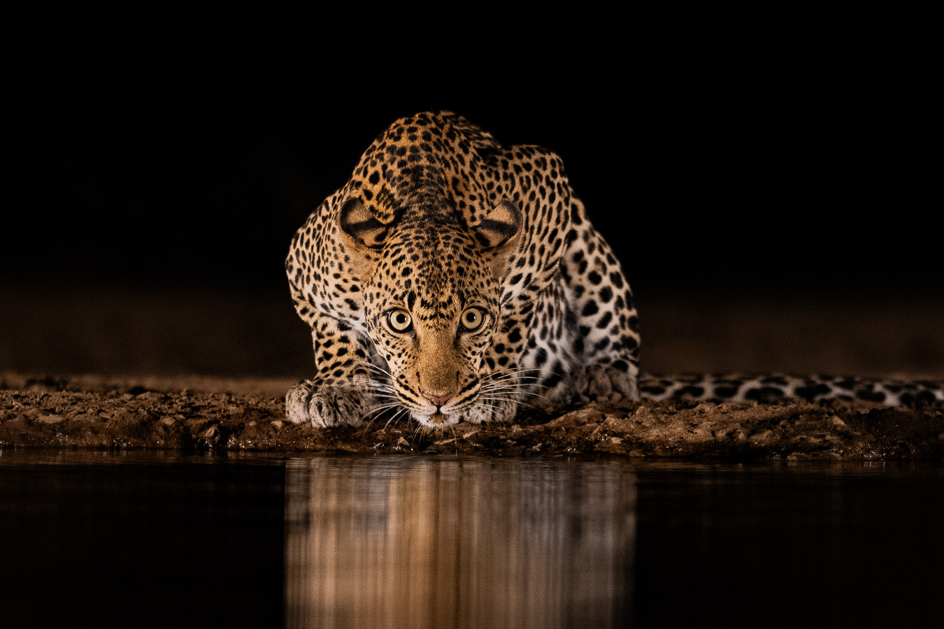A leopard drinking at the Shompole night hide, Kenya
